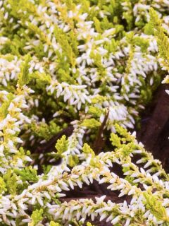 Bruyère d'été - Calluna vulgaris Dark Beauty