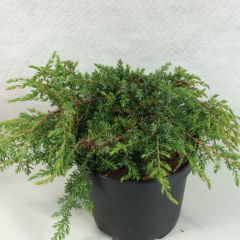 Juniperus communis Hornibrookii - Genévrier commun               