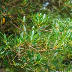 Phillyrea angustifolia Green Up - Filaire à feuilles étroites