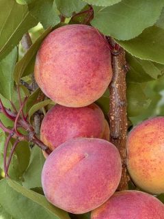 Abricotier - Prunus armeniaca Tardif De Bordaneil