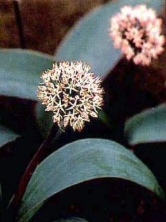 Allium Karataviense