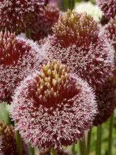 Ail d'ornement - Allium Forelock