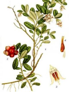 Airelle, Vaccinium vitis idaea