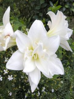Amaryllis belladonne -blanc-