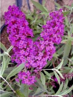 Buddleia davidii Nanho Purple - Arbre aux papillons nain