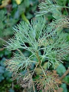 Artemisia abrotanum - Aurone 