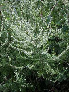 Armoise - Artemisia vulgaris - herbe de feu