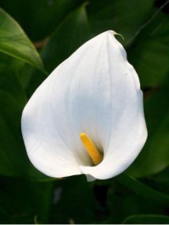 Arum ou Calla blanc - Zantedeschia Aethiopica en pot