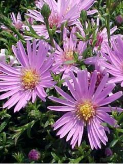 Aster dumosus Peter Harrison - Aster nain d'automne rose