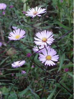 Aster Le Vasterival - Aster d'automne