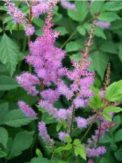 Astilbe d'Arends 'Amethyst'