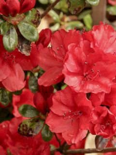 Rhododendron Ardeur