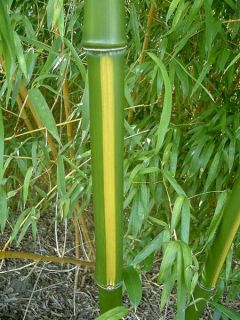 Phyllostachys vivax Huangwenzhu - Bambou géant.