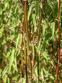 Fargesia murielae Tauro - Bambou non tracant