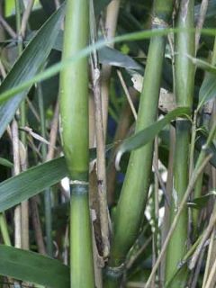 Bambou 'Tsutsumiana'