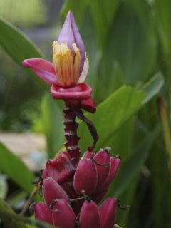 Bananier à fleurs roses - Musa velutina