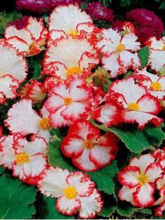 Begonia crispo marginata white/red