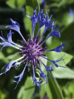 Bleuet des Montagnes - Centauree bleue Montana Coerulea