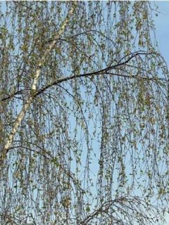 Betula pendula Tristis - Bouleau pleureur