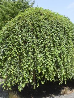 Bouleau noir - Betula nigra Summer Cascade