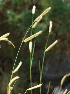 Bouteloua gracilis
