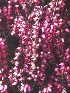 Erica carnea Jenny Porter - Bruyère des neiges rose pâle