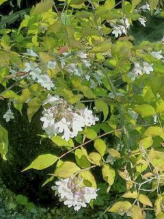 Kolkwitzia amabilis Maradco - Buisson de beauté
