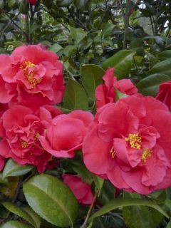 Camellia japonica Kramer's Supreme - Camélia du Japon