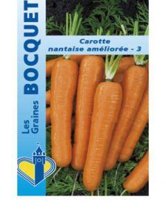 Carotte Nantaise améliorée - Daucus carota