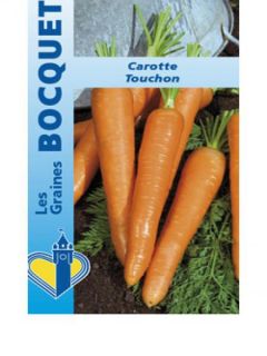 Carotte Touchon - Daucus carota