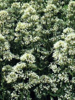 Valériane blanche, Centranthus ruber albus