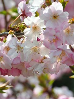 Cerisier du Japon 'Autumnalis'