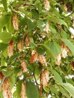 Charme houblon - Ostrya carpinifolia