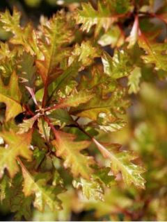 Chêne des marais - Quercus palustris Green Dwarf