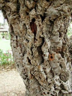Chêne liège - Quercus suber
