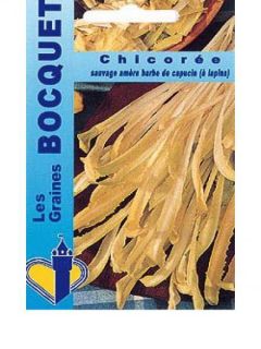 Chicorée sauvage amère Barbe De Capucin - Cichorium intybus
