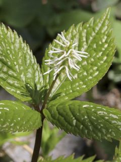 Chloranthus japonicus