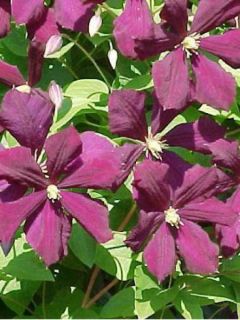 Clématite Viticella Etoile Violette