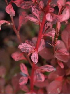 Berberis thunbergii Harlequin - Epine-vinette rose