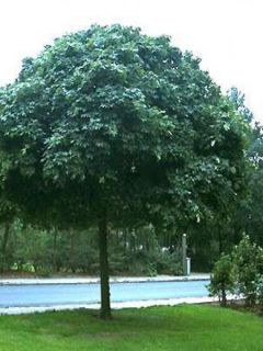 Erable boule - Acer platanoides Globosum