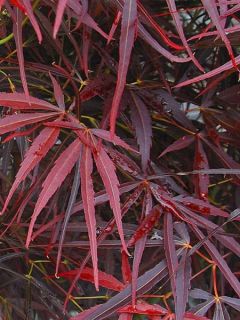 Erable du Japon - Acer palmatum Red Pygmy