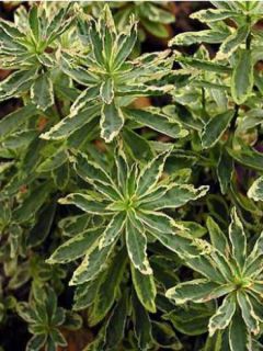 Euphorbia polychroma Variegata - Euphorbe polychrome
