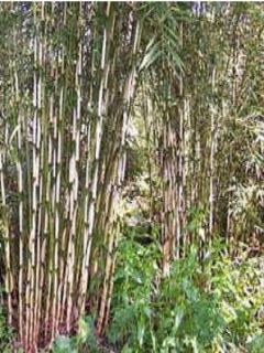Fargesia robusta Wolong - Bambou non traçant