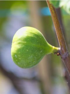 Figuier Madeleine des 2 saisons - Ficus carica