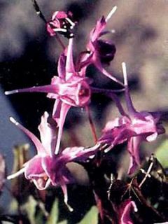 Epimedium grandiflorum Lilafee, fleur des elfes