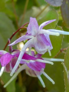 Epimedium grandiflorum Purple Pixie - Fleur des Elfes