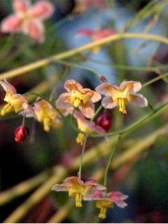 Epimedium pinnatum Black Sea