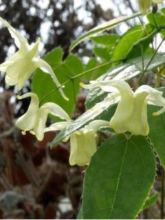 Fleur des Elfes - Epimedium Flower Of Sulphur