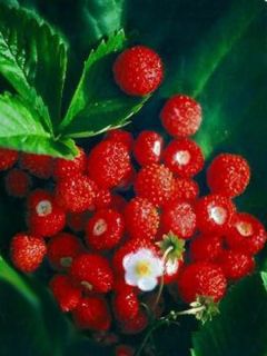 Fragaria vesca Alexandria - fraisier des bois