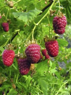 Framboisier Malling promise - Rubus idaeus